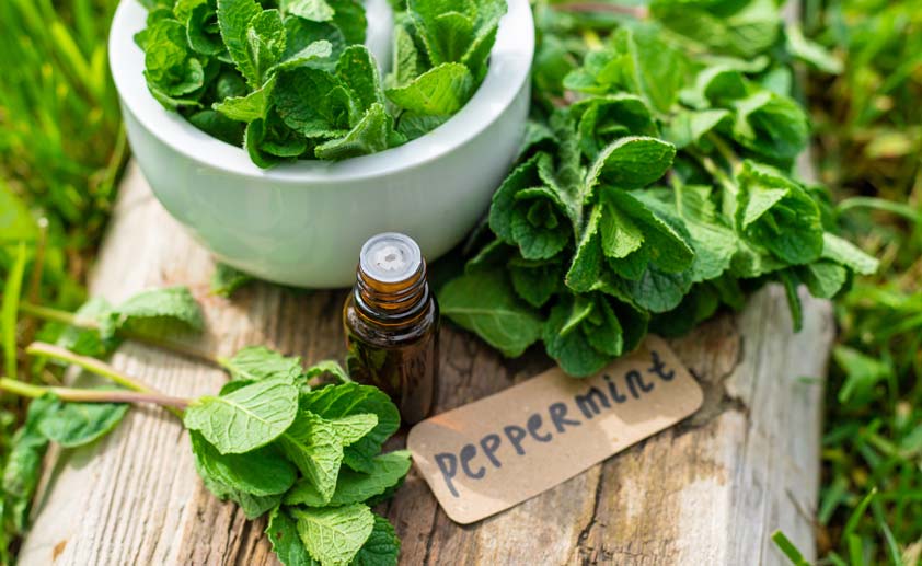 Peppermint extract essential oil and supplements.